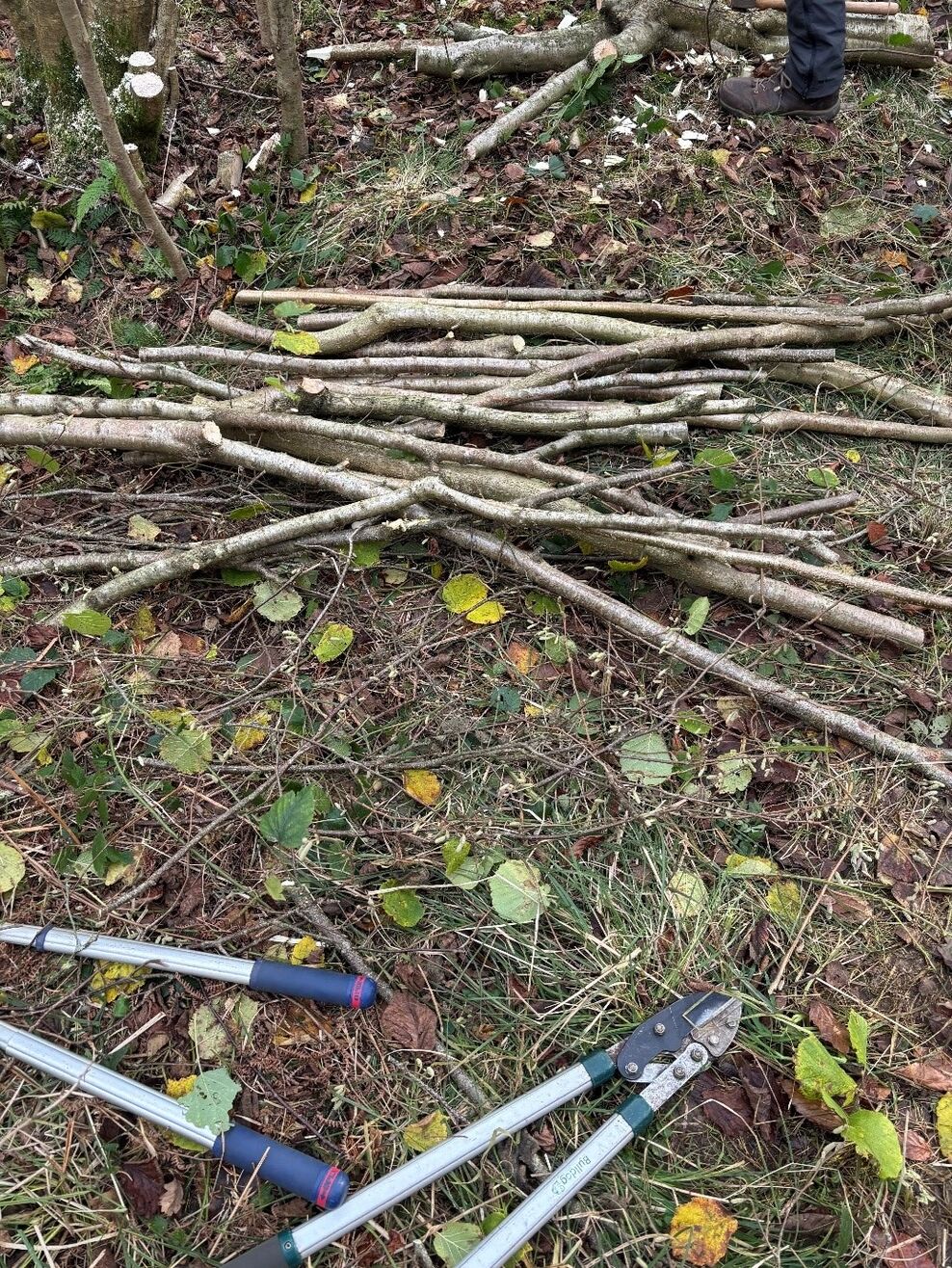Coppicing Example Coppicing – a part of our heritage and good woodland management | Durham
