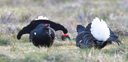 Black grouse lek