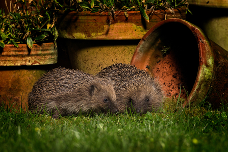 Two hedgehogs in front of plant pots