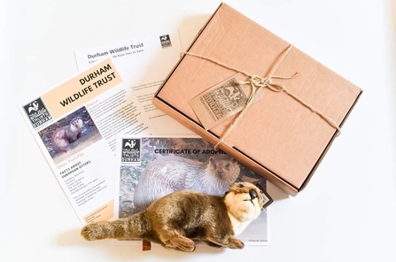 Adopt an otter pack with toy and fact sheets