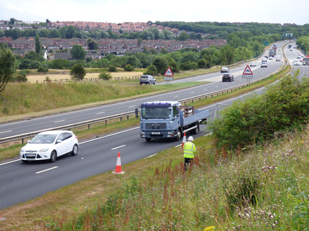 Botany group on roadside verge surveys