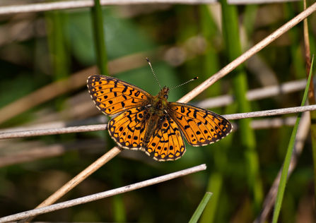 Small pearl-bordered fritillary by Bob Coyle