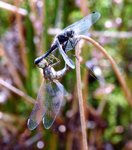 Black-Darter-credit-Mal-Wilkinson