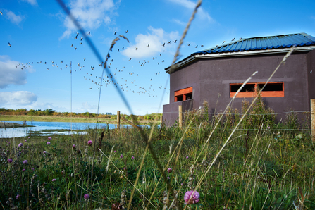 Rainton Meadows Nature Reserve