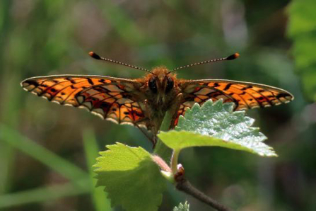 Small Pearl Bordered Fritillary Butterfly taken by Pete Swan