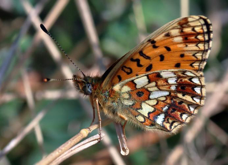 Small Pearl Bordered Fritillary Butterfly Pete Swan