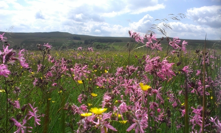 Hannah’s Meadow Nature Reserve