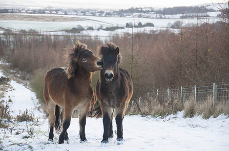 Exmoor Ponies