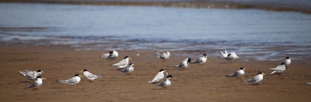 Little terns on the beach