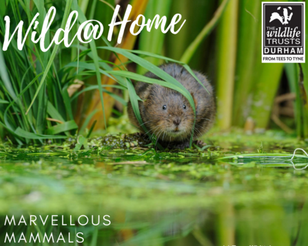 water vole near water wild at home graphic