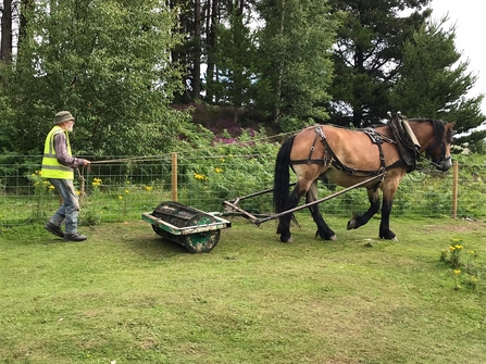 orli horse bracken rolling