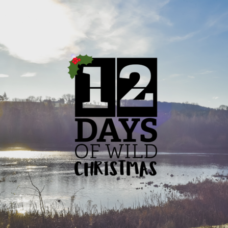 12 days of wild Christmas