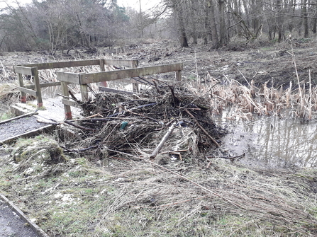 Pile of scrub next to bankside