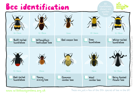Bee ID sheet graphic