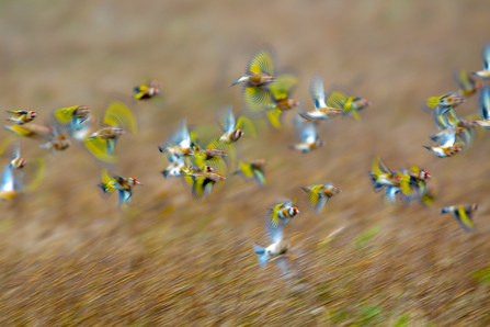 Birds in Flight Winner Wildlife (c) Hamish Paterson