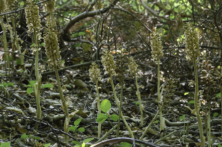 Fungi Birds-nest orchid 