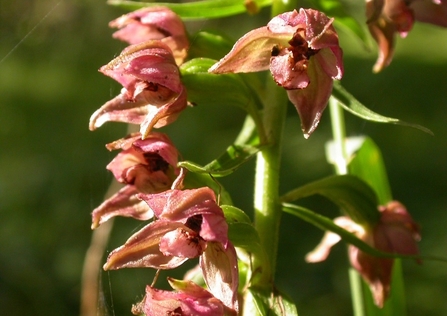 Broad leaved helleborine (c) Philip Precey