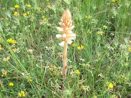 Broomrape by Derek Moore