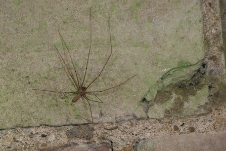 Cellar spider on concrete floor