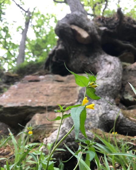 Common Cow wheat in front of rocks