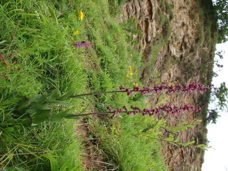 Dark Red Helleborine Bishop Middleham Quarry (c) Mark Dinning