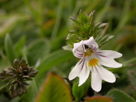 Eyebright Derbyshire by Philip Precey