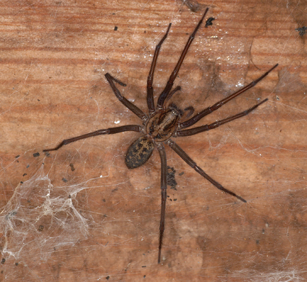 Giant house spider on wooden table top