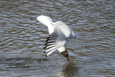 Black-headed Gull (c) Gwynneth Heeley