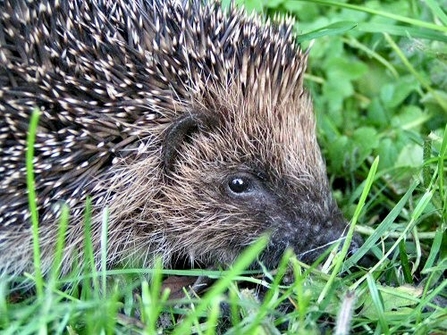 Hedgehog in grass