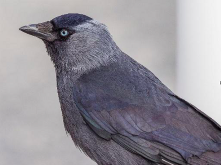 Jackdaw in profile at close up by Bengt Nyman