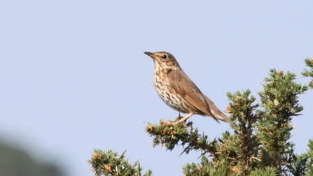 Juvenile Song Thrush on tree branch