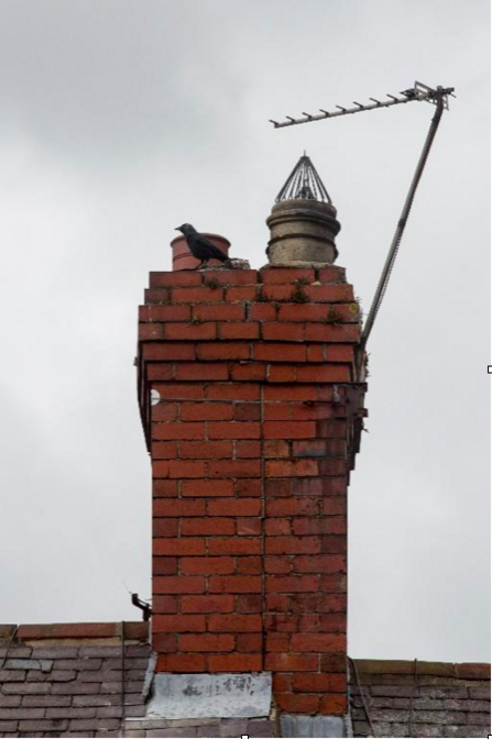 Neighbourhood jackdaw on rooftop (c) P. Catton