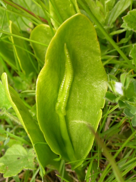 Adders tongue Bruce Shortland