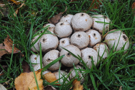 Fungi Puffballs 