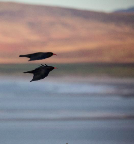 Red billed Chough in flight – P .Catton