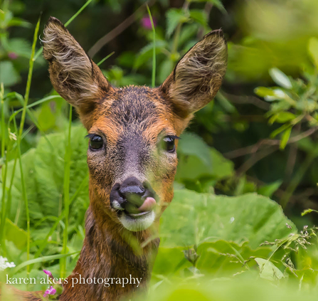 Roe Deer looking at camera