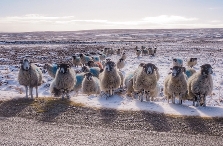 Pregnant Ewes crossing over the moors (c) Tracey Laing