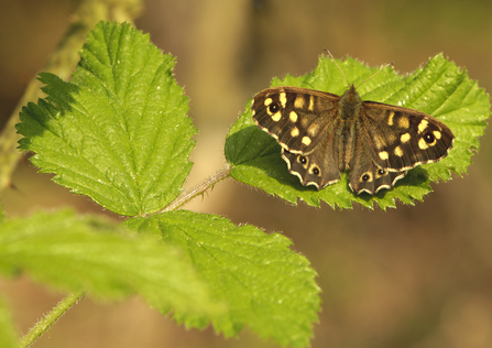 Speckled wood butterfly resting on leaf