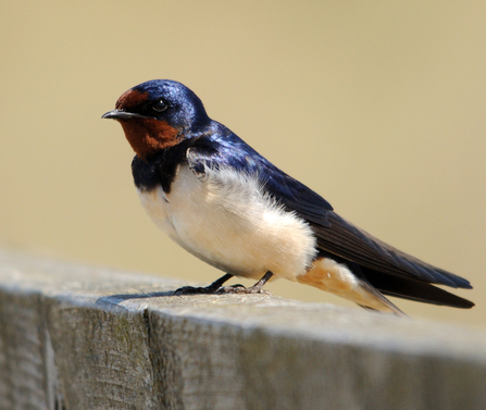 a swallow resting on bench in the sunlight