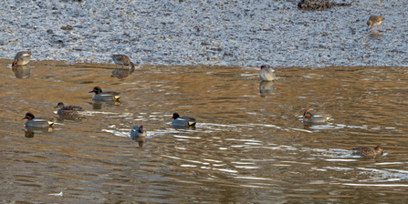 Teal on the water