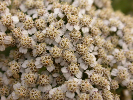 Yarrow by Philip Precey