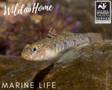 fish in rockpool promoting wild at home marine life pack