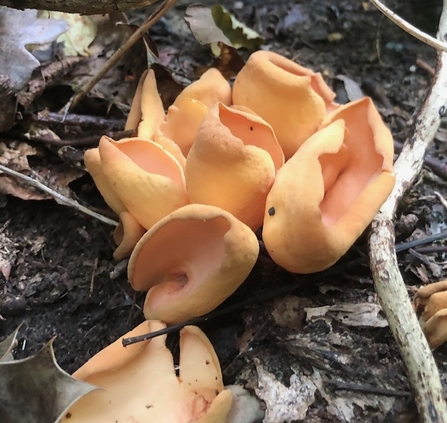 Hare's ear Otidea onotica