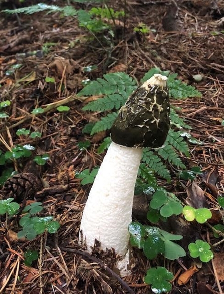 Stinkhorn fungi