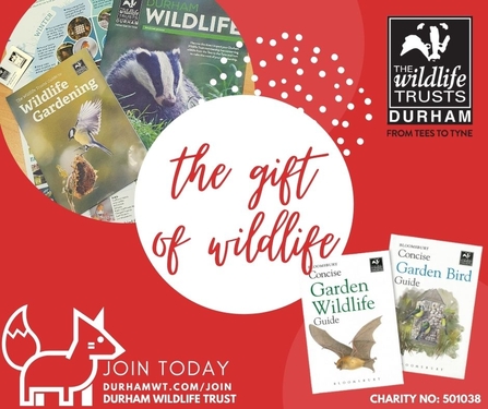 Gift of Wild poster