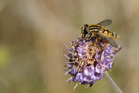 Hoverfly - Helophilus pendulus (c) Vaughn Matthews