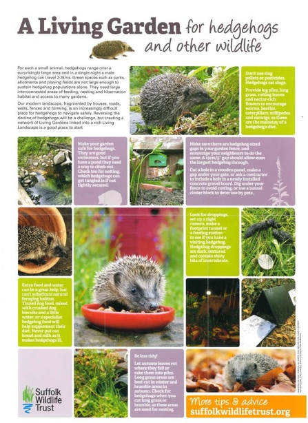 Living garden for hedgehogs leaflet cover