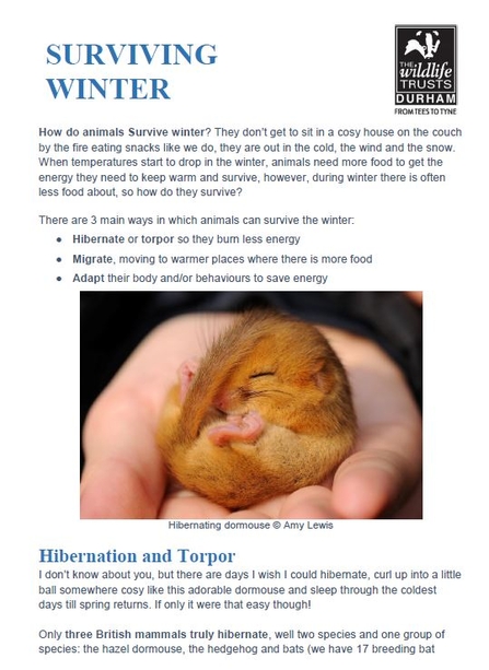 Surviving Winter Fact Sheet 