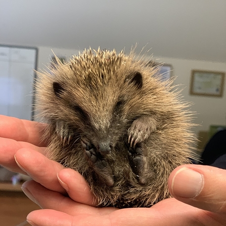 Baby hedgehog 