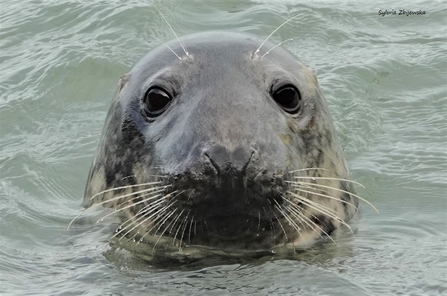 Curious adult female grey seal